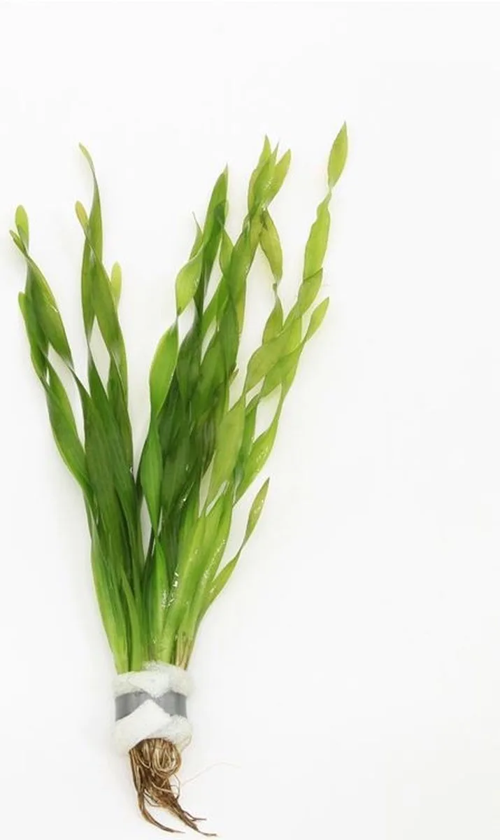 Vallisneria Asiatica | Schroefvallisneria | In Bos met Loodje de Moerings en Vert – photo produit