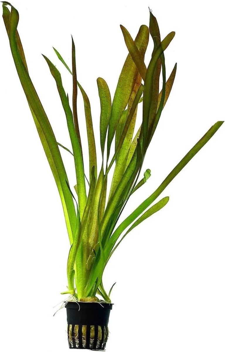 Vallisneria Giganthea - Aquariumplanten - Aquarium decoratie - Aquascape de Moerings en Vert – photo produit
