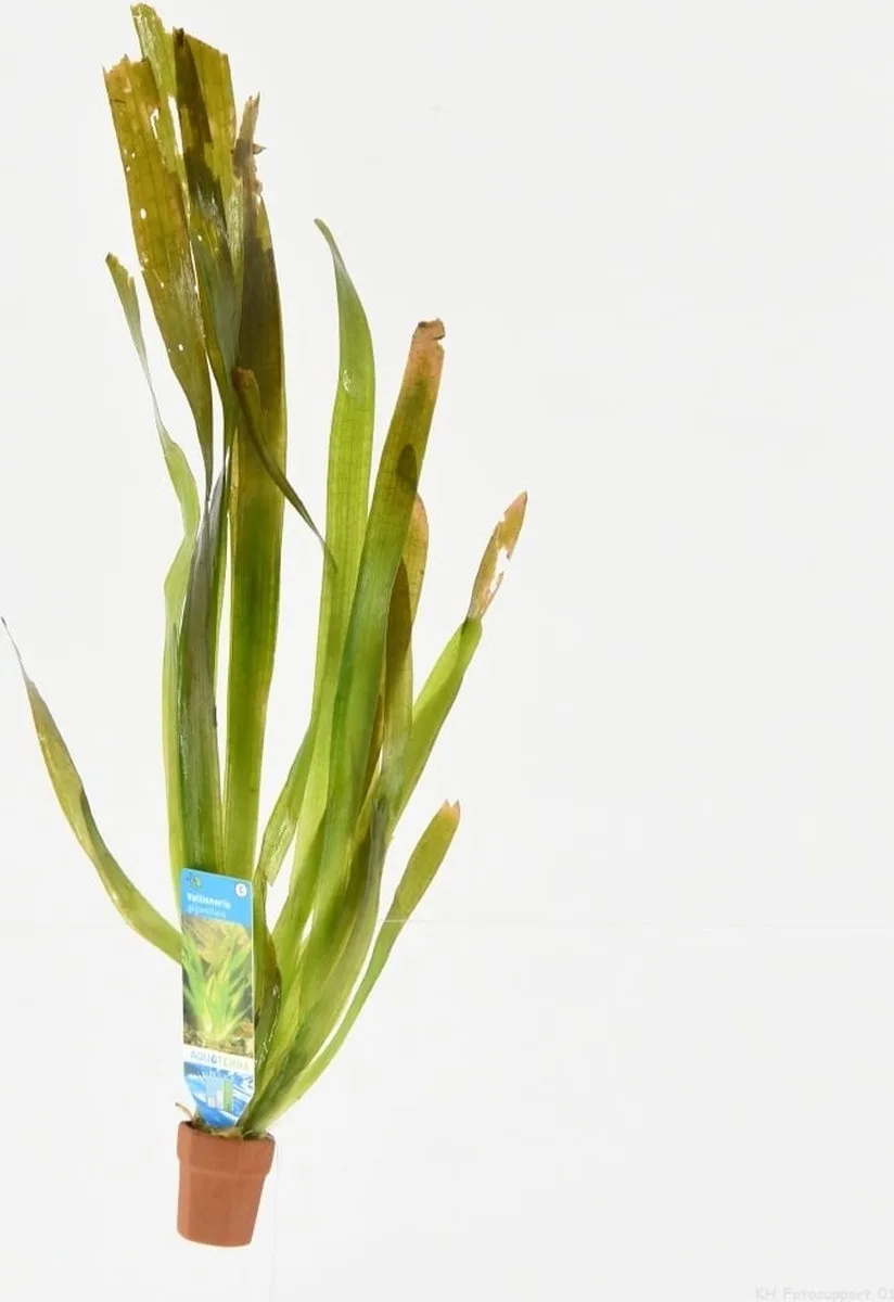 Vallisneria Giganthea | Reuze Moerasplant | In Bos met Loodje de Moerings en Vert – photo produit
