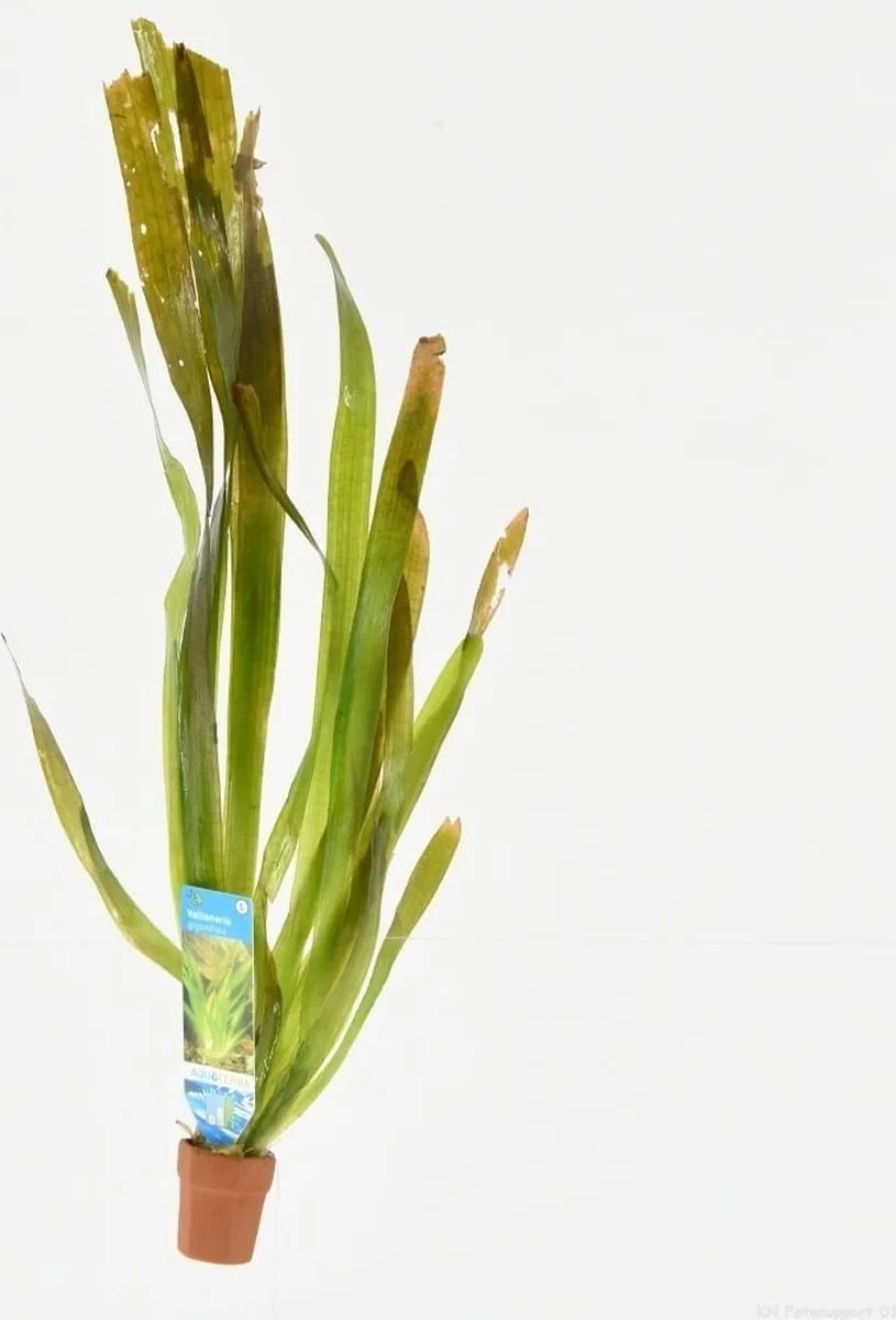 Vallisneria Giganthea | Reuze Moerasplant | in Terracotta Pot de Moerings en Vert – photo produit