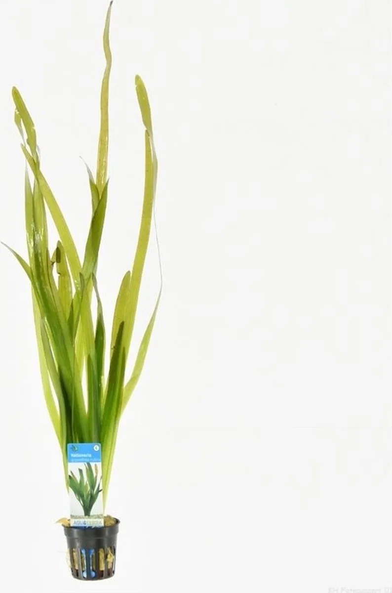 Vallisneria Giganthea Rubra in 5 cm pot de Moerings en Roodachtig – photo produit