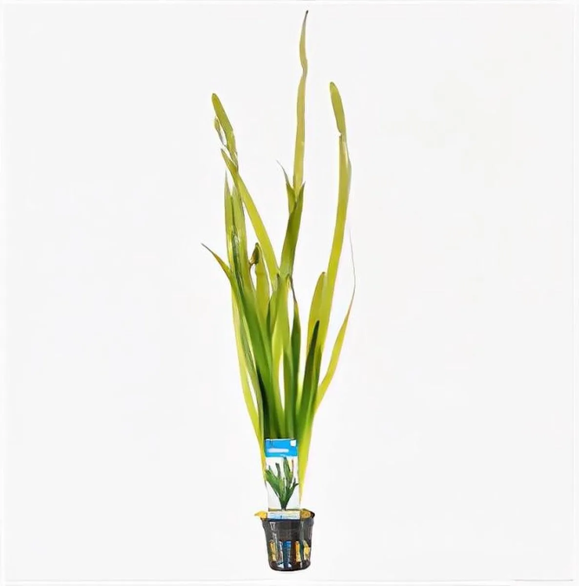 Vallisneria Giganthea Rubra | In Bos met Loodje de Moerings en Vert – photo produit