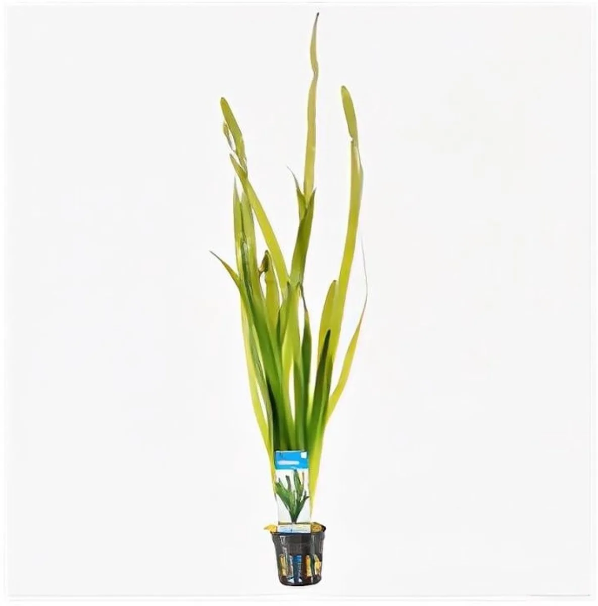 Vallisneria giganthea rubra | In Terracotta Pot by Moerings in Green – product photo