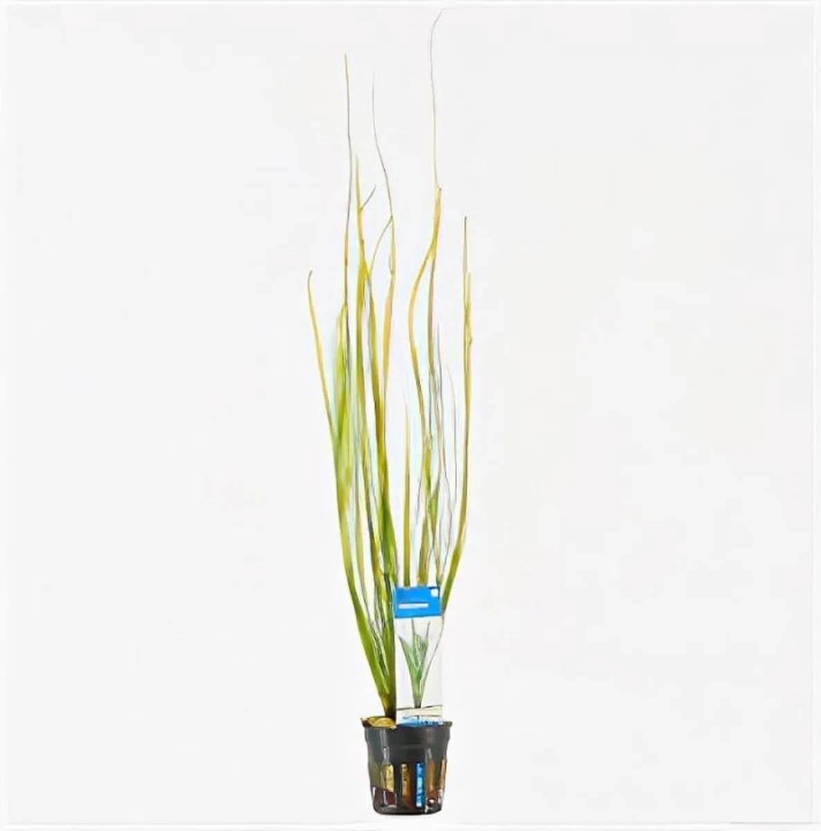 Vallisneria Natans in 5 cm pot de Moerings en Vert – photo produit