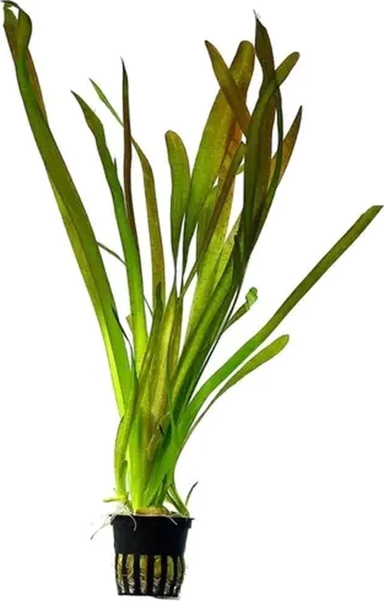 Vallisneria Spiralis - Aquariumplanten - Aquascape de Moerings en Rouge – photo produit