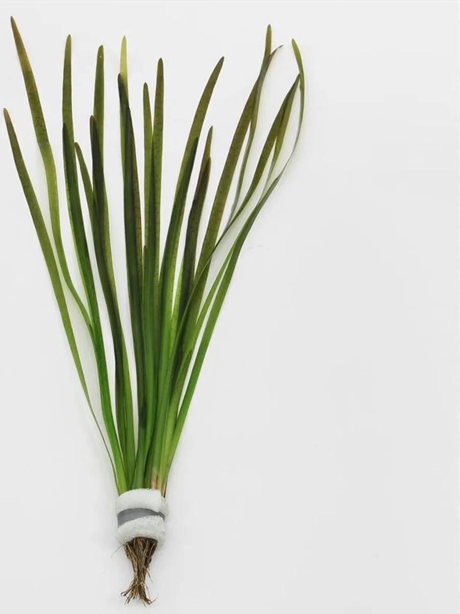 Vallisneria Spiralis | In Bos met Loodje de Moerings en Rouge – photo produit