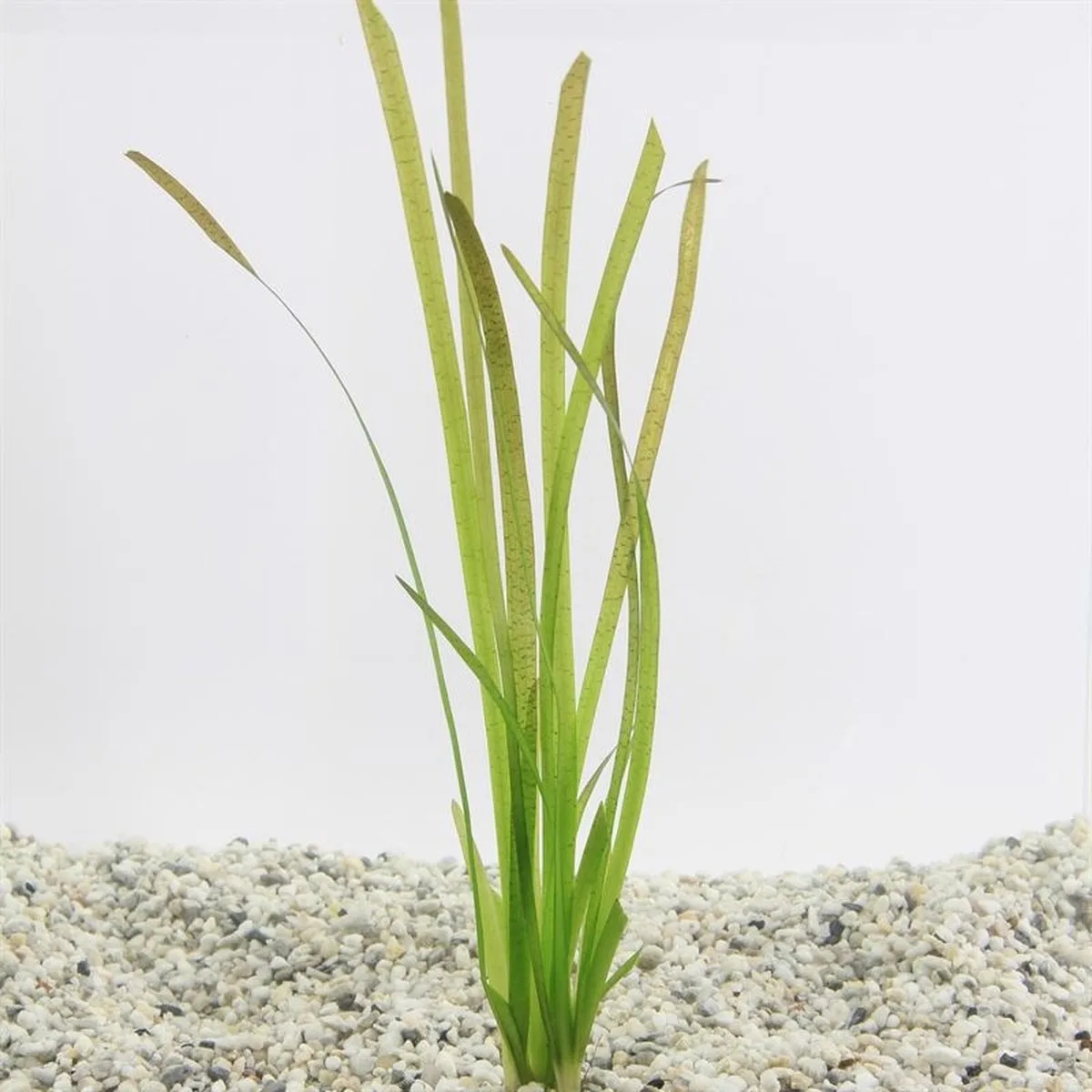 Vallisneria Spiralis in Terracotta Ring de Moerings en Rouge – photo produit