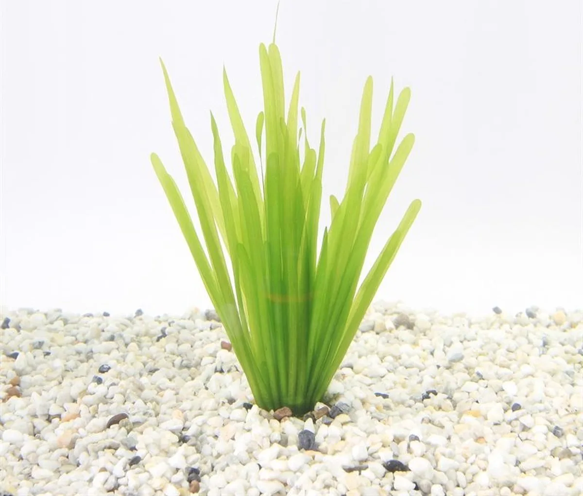 Vallisneria Spiralis | Rechte Vallisneria | In Bos met Loodje fra Moerings i Grøn – produktbillede
