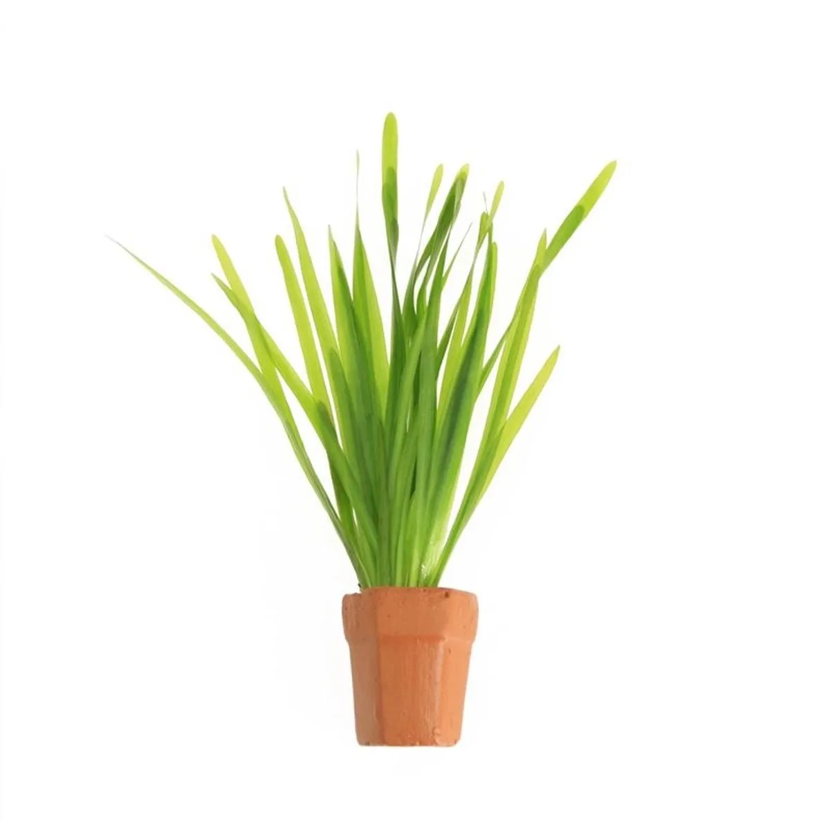 Vallisneria Spiralis | Rechte Vallisneria | In Terracotta Pot från Moerings i Grön – produktbild