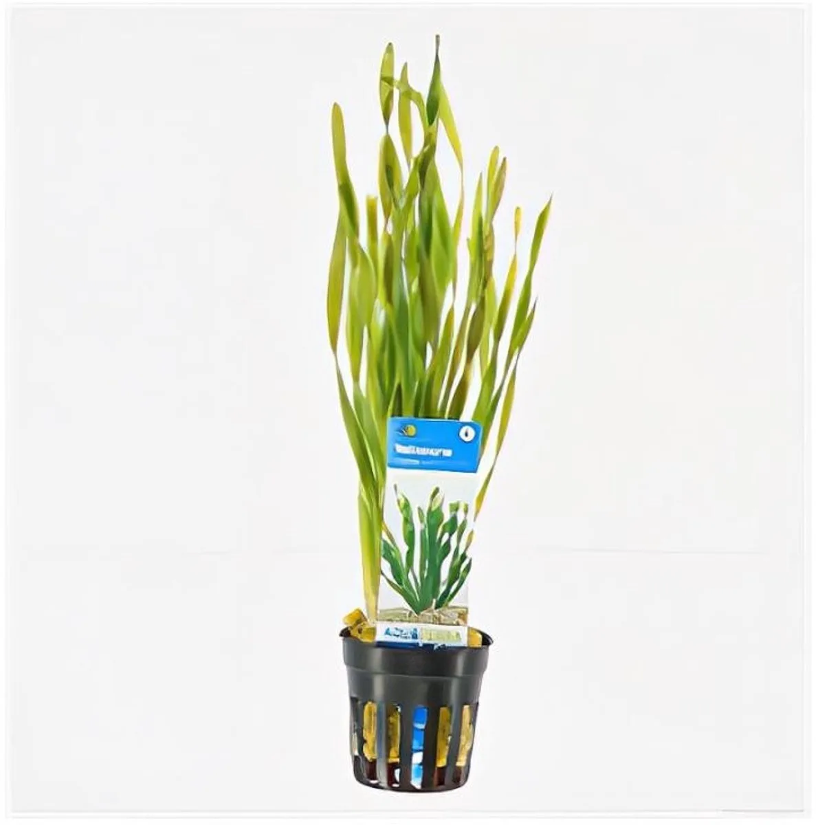 Vallisneria Torta | Kleine Schroefvallisneria | in 5 cm pot fra Moerings i Grøn – produktbillede