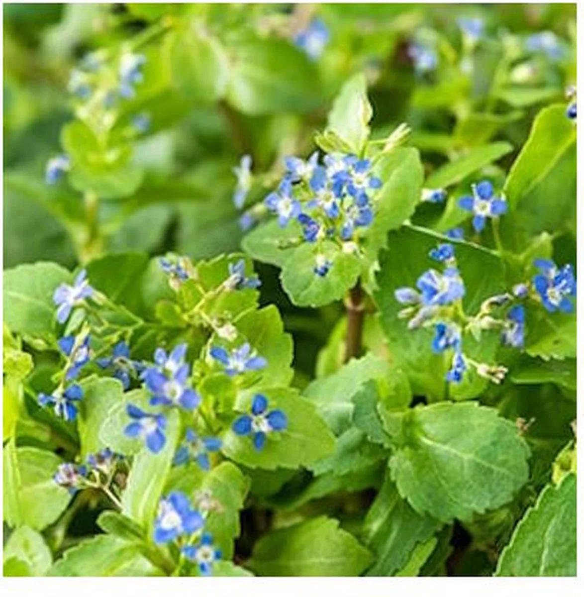 Veronica Beccabunga | Beekpunge | In 9CM pot van Moerings in Blauw – productfoto