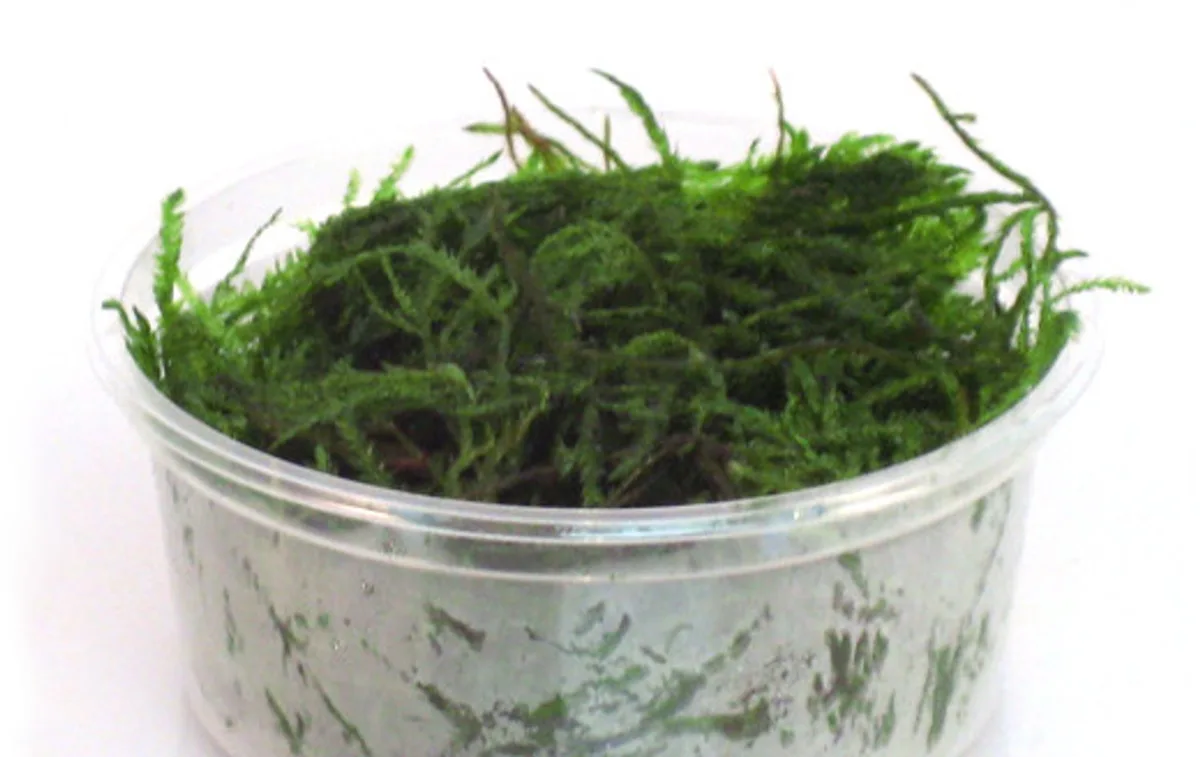 Vesicularia dubyana (javamos) in 80 cc cup von Moerings in Grün – Produktfoto