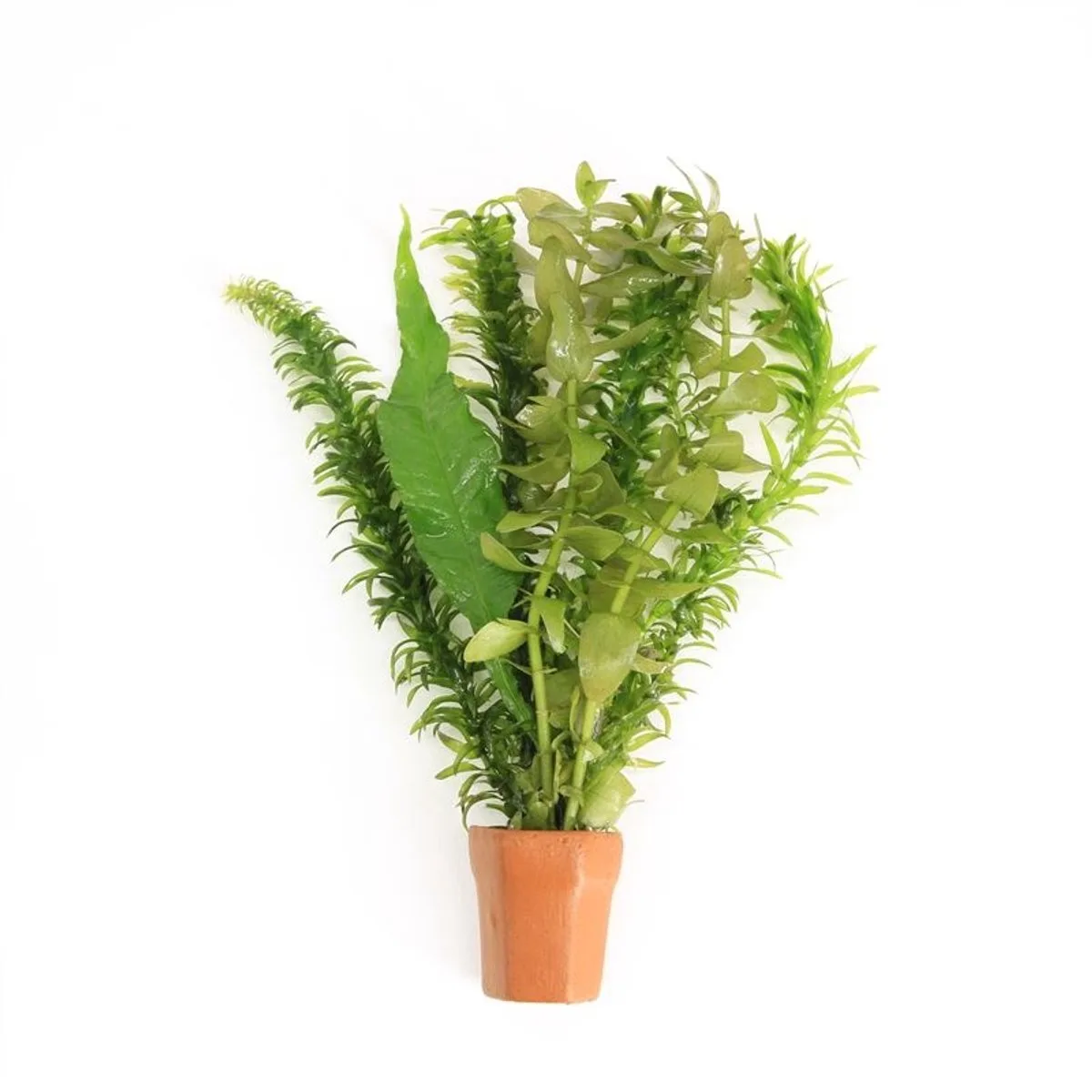Viskombosje | In Terracotta Pot von Moerings in Grün – Produktfoto