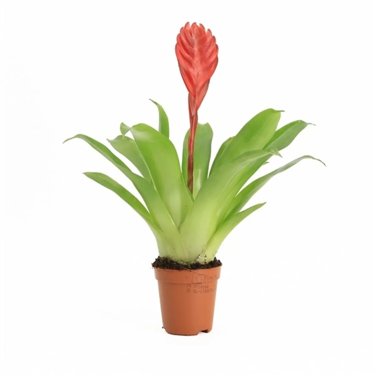 Vriesea Bromelia in 5 cm pot von Moerings in Grün – Produktfoto