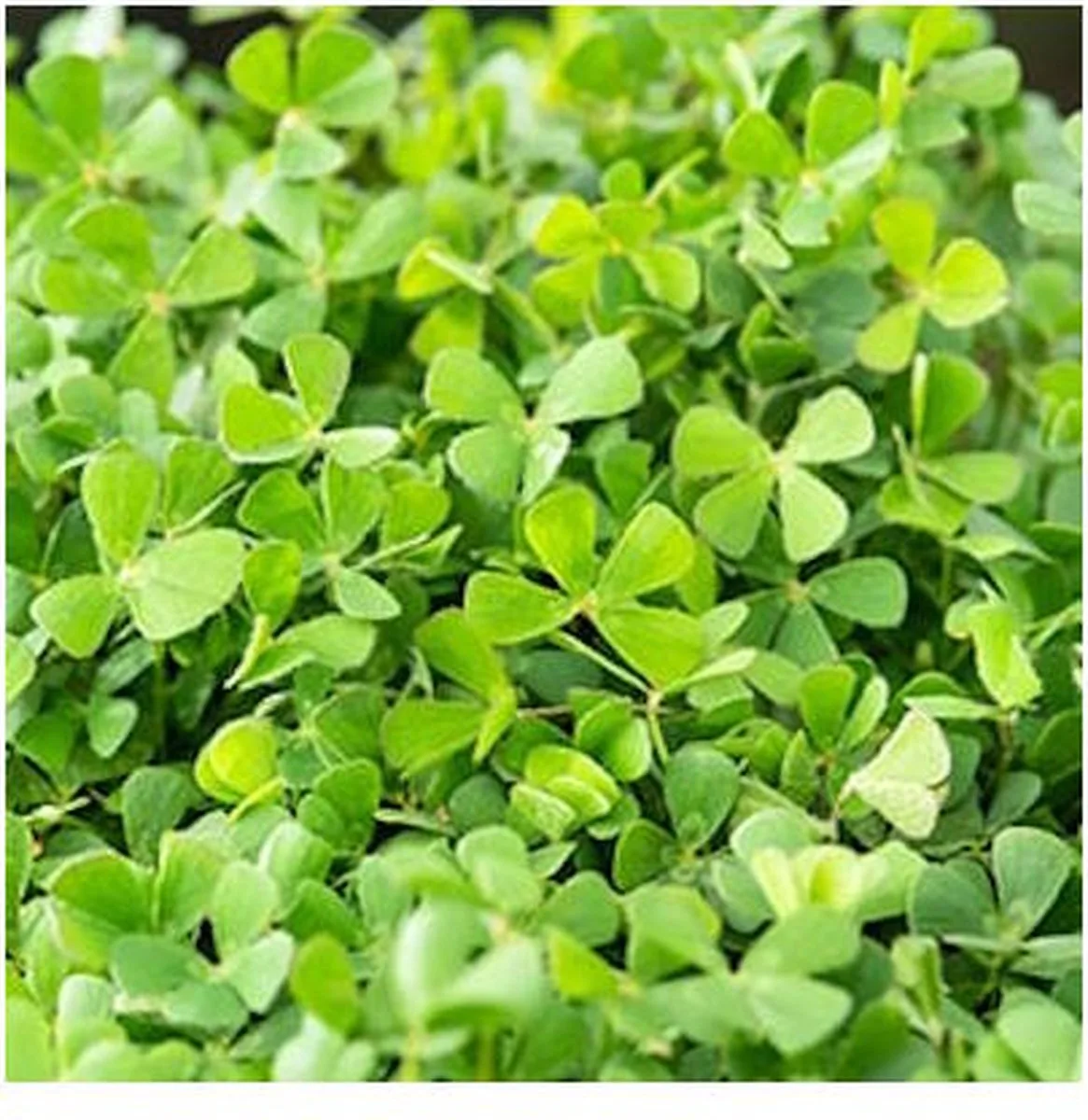Water klavertje vier Marsilea quadrifolia P11Moerings fra Moerings i Grøn – produktbillede