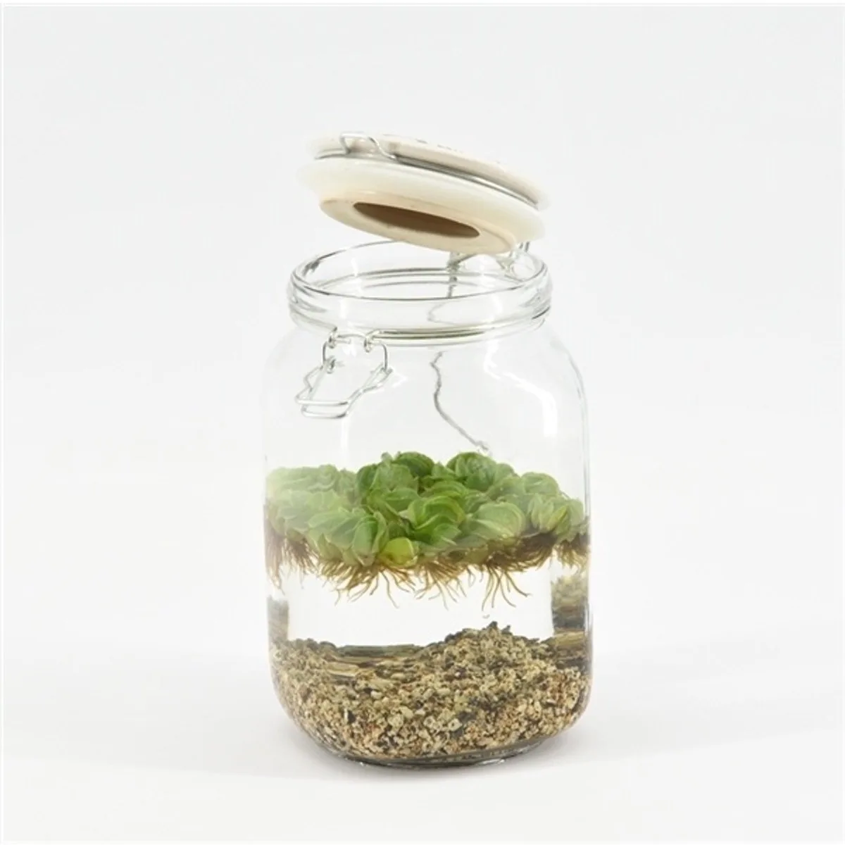 Weckpot Keramieke Deksel Met Aquariumplant de Moerings en Transparent – photo produit