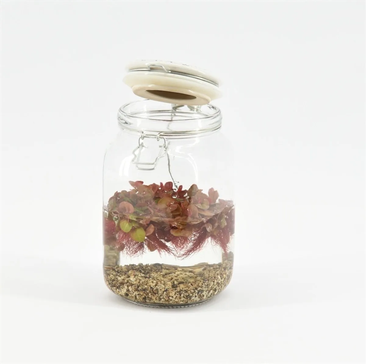 Weckpot Keramieke Deksel Met Drijfplant de Moerings en Vert – photo produit