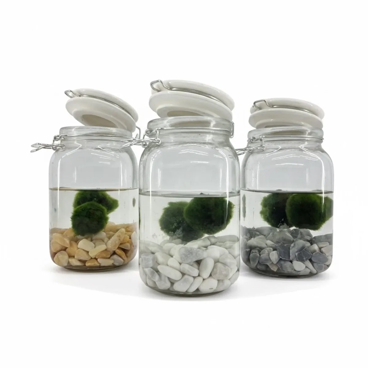 Weckpot Met 2 Bollen Chladophlora de Moerings en Transparent – photo produit