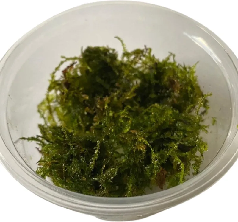 Weeping moss Vesicularia Ferriei - Cup 80 cc - Aquarium mos - Aquariumplant - Aquarium decoratie de Moerings en Vert – photo produit