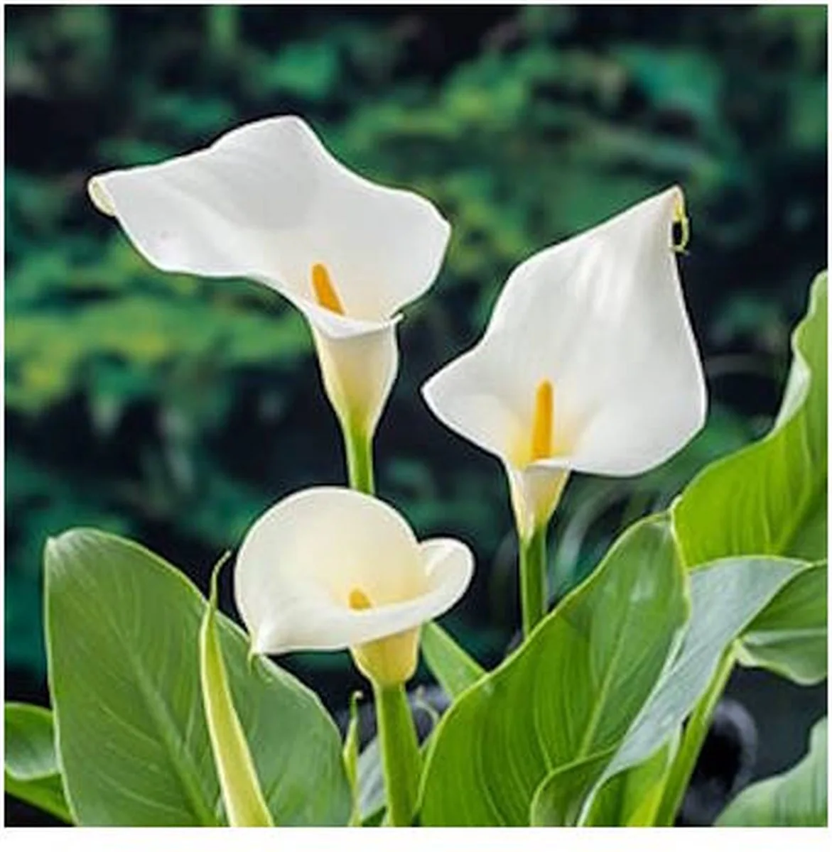Zantedeschia Aethiopica | Moeras aronskelk | In 18CM Mand Kant en Klaar från Moerings i Vit – produktbild