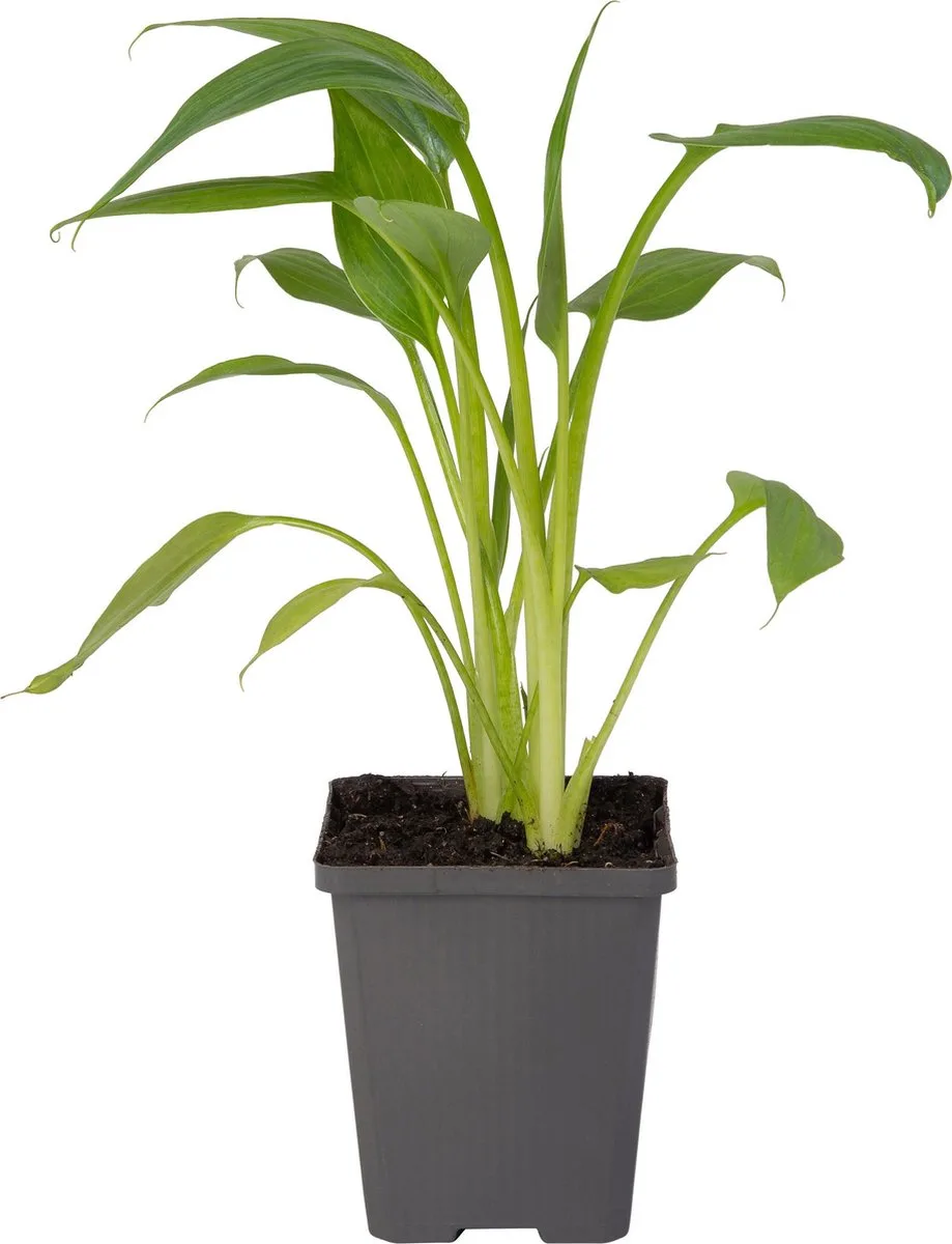 Zantedeschia Pink | Moeras Aronskelk | In 9CM pot från Moerings i Rosa – produktbild