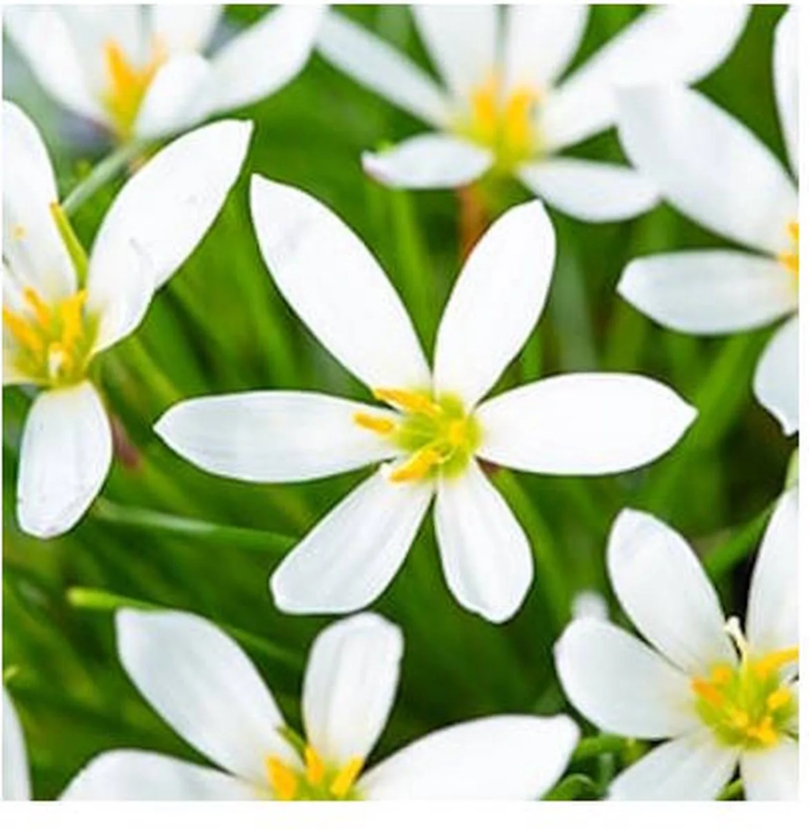 Zephranthes Candida | Westenwindlelie | In 9CM pot från Moerings i Vit – produktbild