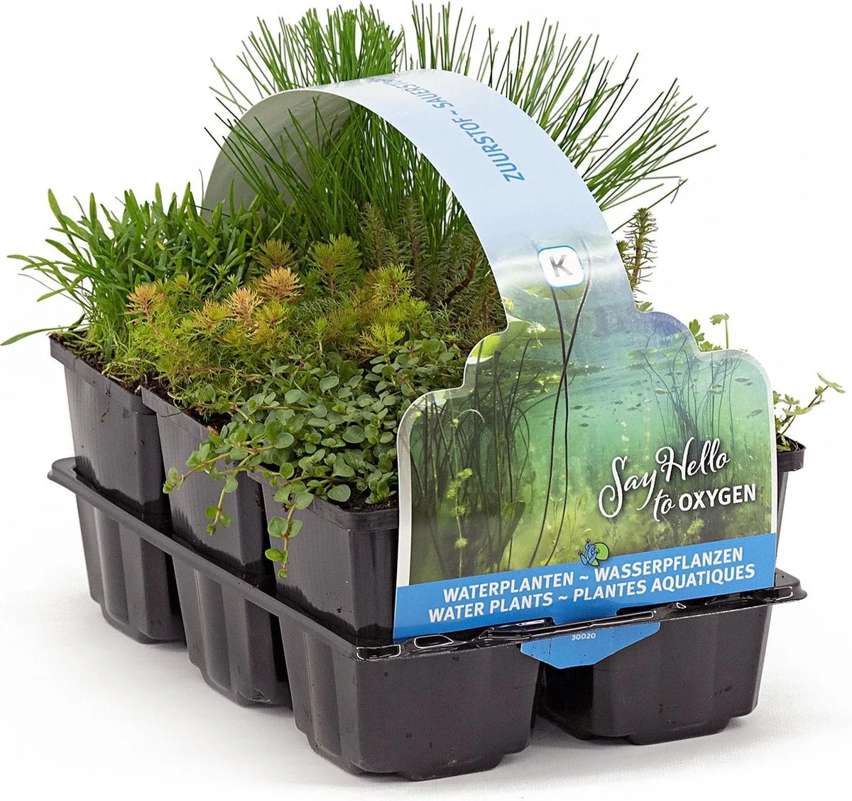 Zuurstof Vijverplanten Mix | In Thema Sixpack från Moerings i Grön – produktbild