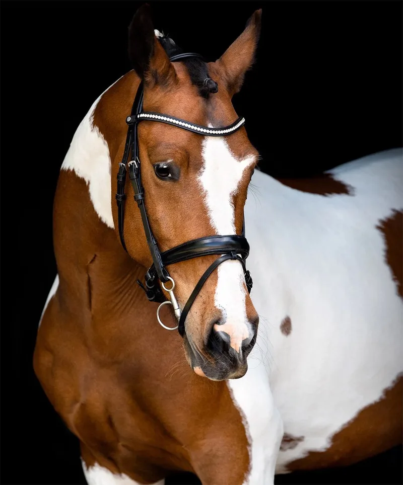Hoofdstel Fair Anatomisch - Full by Montar in Black – product photo