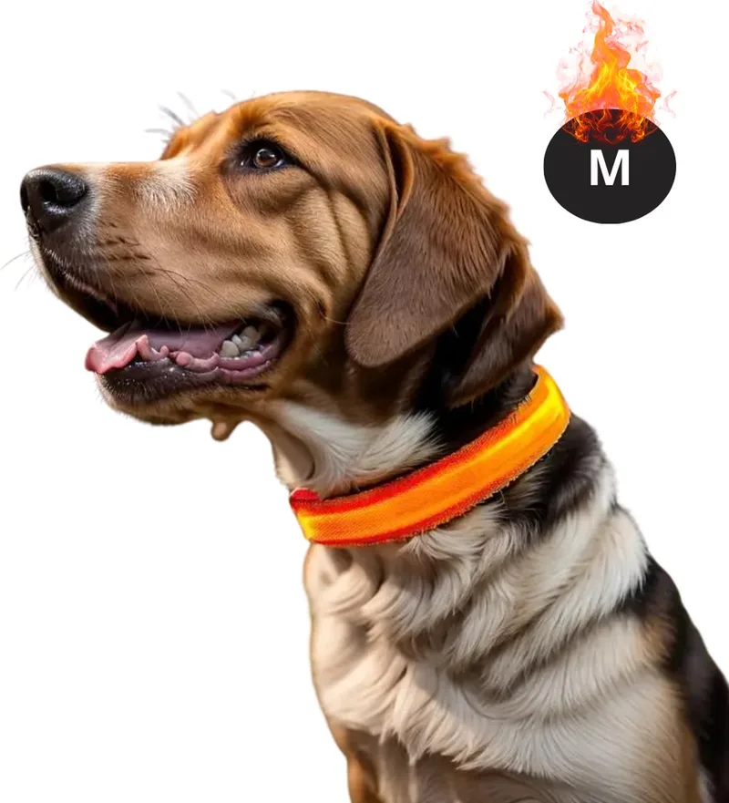 Lichtgevende Halsband - Verlichte Halsband - Lichtgevend - Hond - Kat - Lampje - Hondenhalsband Led - Oplaadbaar - Glow In The Dark - M by Nivard in Orange – product photo