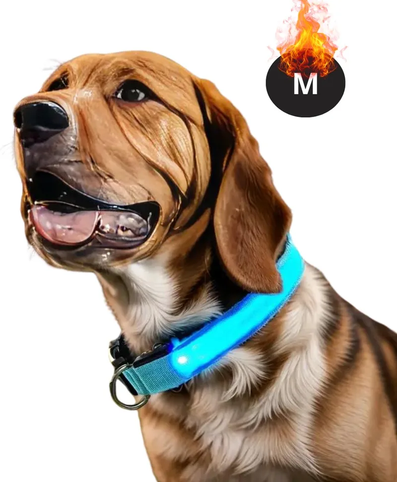 Lichtgevende Halsband - Verlichte Halsband - Lichtgevend - Hond - Kat - Lampje - Hondenhalsband Led - Oplaadbaar - Glow In The Dark - M by Nivard in Blue – product photo