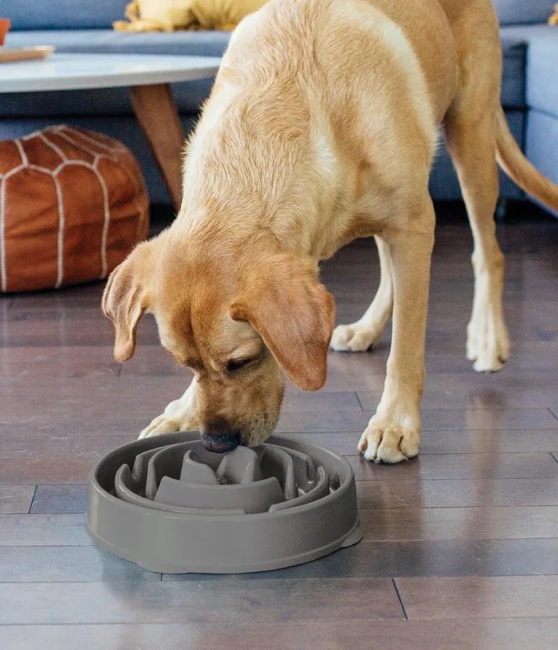 Fun Feeder - Anti Schrok Hondenvoerbak - 6 kleuren en 3 maten - door Dierenartsen aanbevolen Slow Bowl - Medium/Mini by Outward Hound in Grey – product photo
