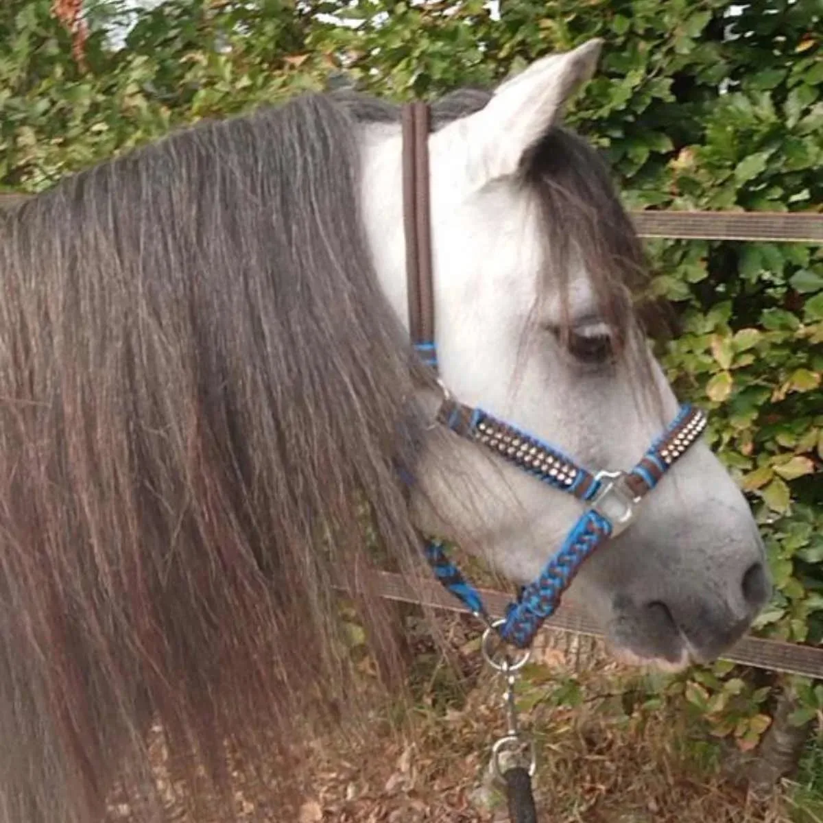 Deluxe Touwhalster - Maat: Pony - Nylon von Pagony in Blau – Produktfoto