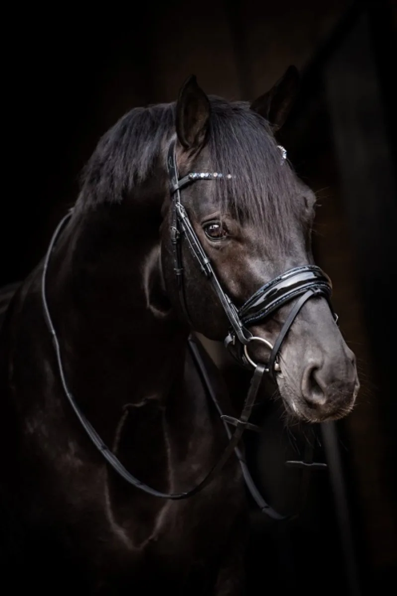 Favorite by Ingrid Klimke Trenshoofdstel Zwart/Messing Cob de Passier en Laiton – photo produit
