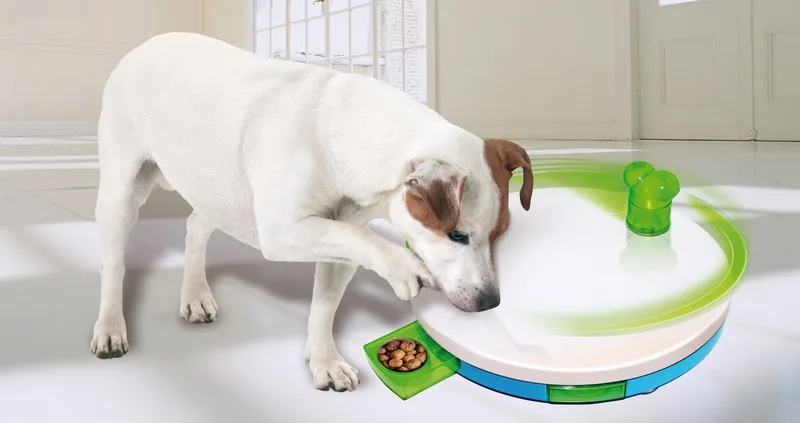 Dog Training Toy by Pawise in Multicolour – product photo