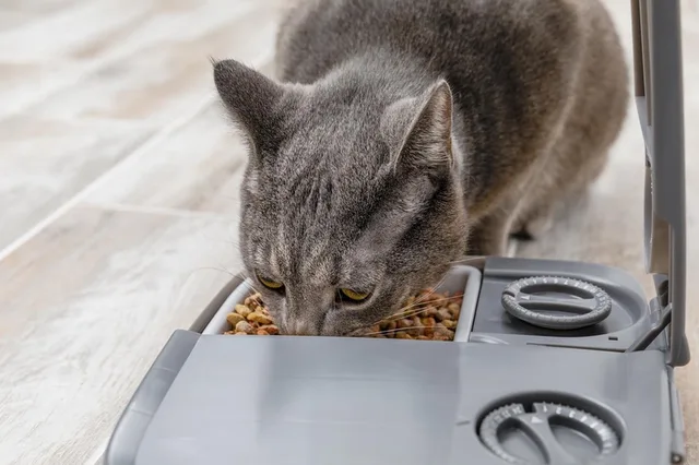 Automatische Voerbak Kat en Hond - 2 x 150 gr - met Timer - 2 Maaltijden