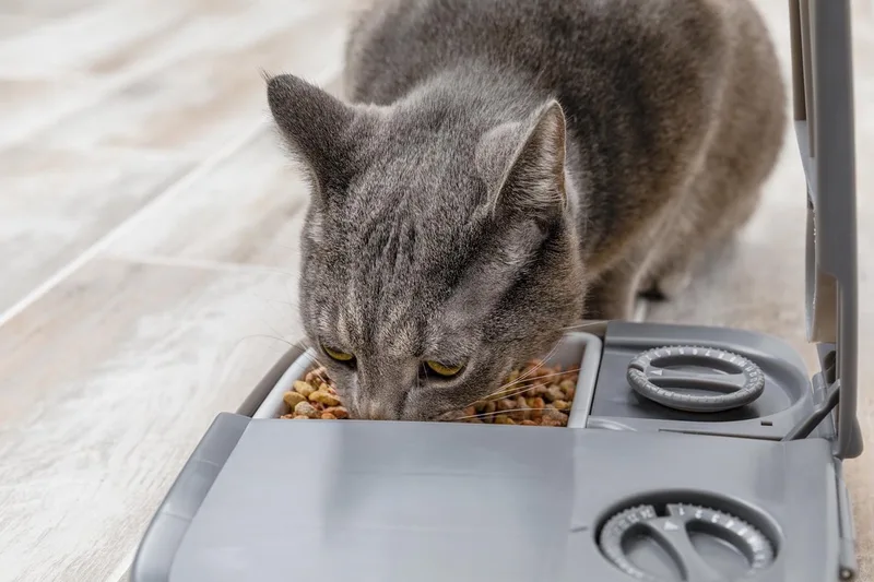 Automatische Voerbak Kat en Hond - 2 x 150 gr - met Timer - 2 Maaltijden de PetSafe en Multicolore – photo produit