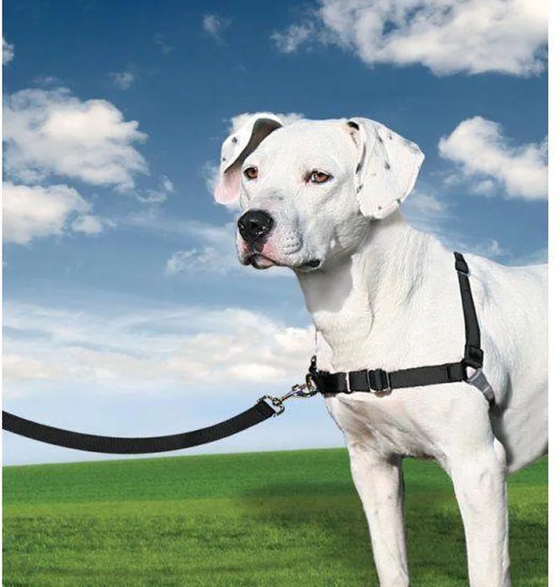 Easy Walk Harness grijs/zwart XL fra PetSafe i Sort, Grå – produktbillede
