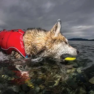 Skipping Stones Hondenspeeltje 3 Stukken van PetSafe – productfoto 4 van 5