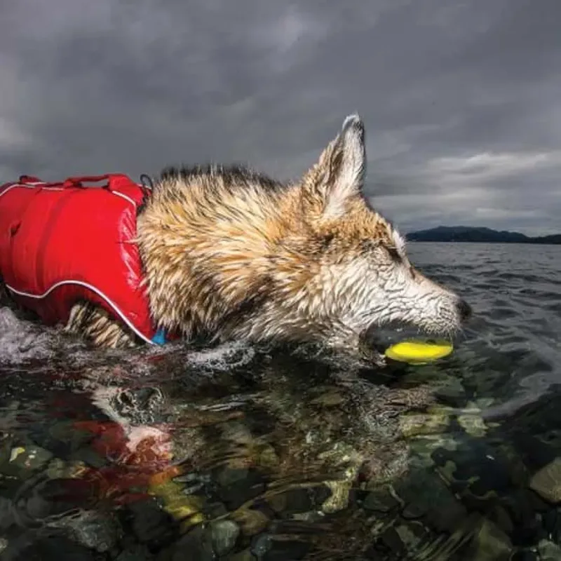 Skipping Stones Hondenspeeltje 3 Stukken van PetSafe – productfoto 4 van 5