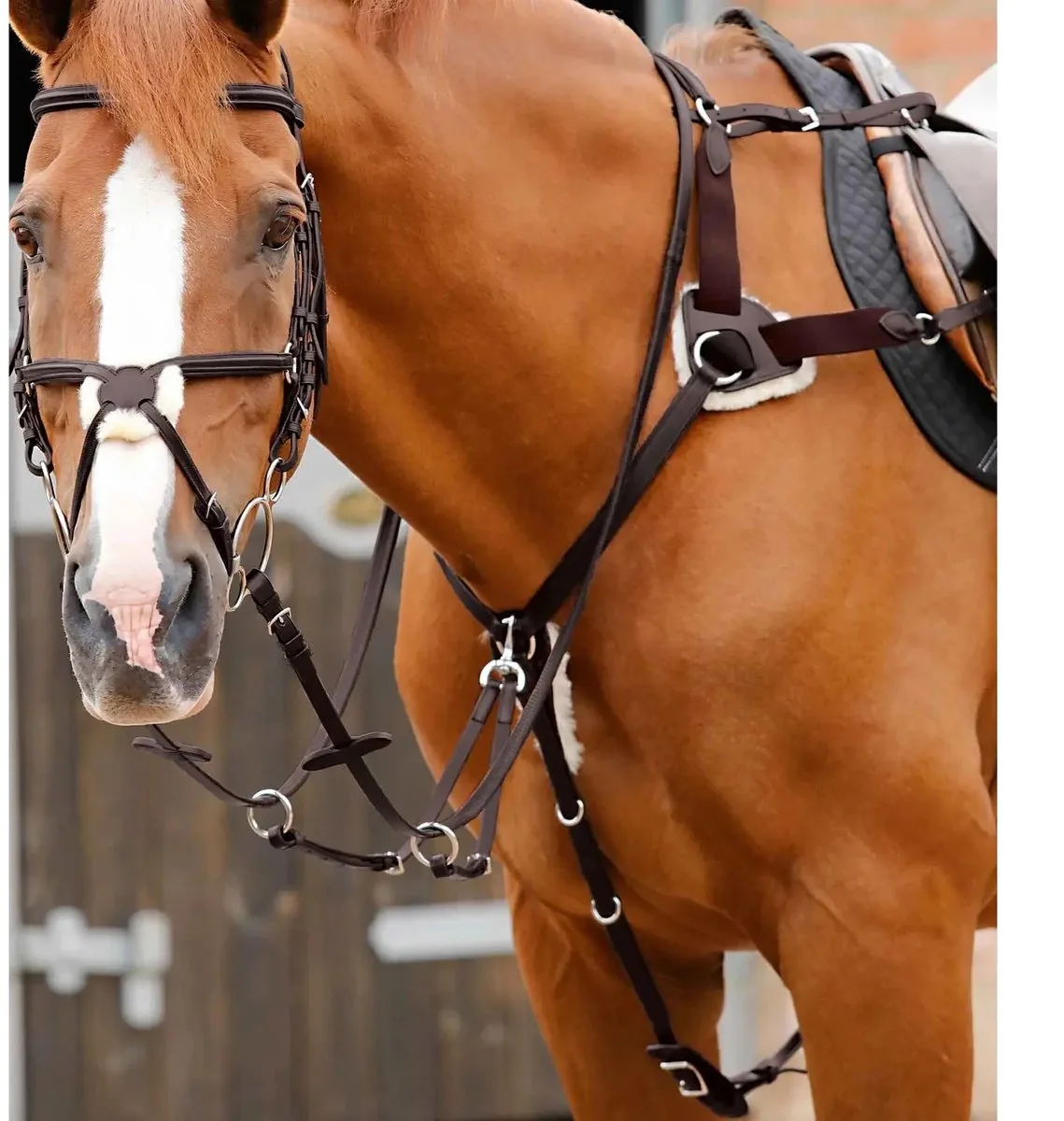5-punts jachthalsband voor paarden Premier Equine Invorio från Premier Equine i Donkerbruin – produktbild