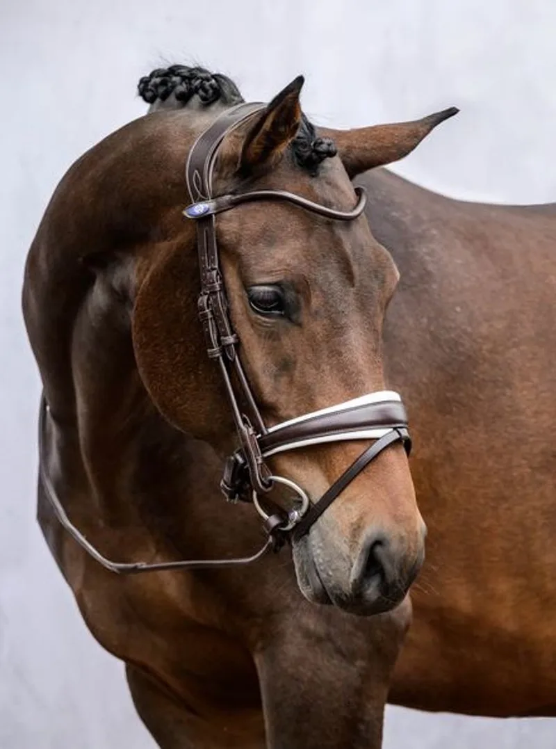 GP trens hoofdstel Bruin / Wit padding Volledig - Anatomisch gevormd zacht leren hoofdstel zonder frontriem de PS of Sweden – photo produit