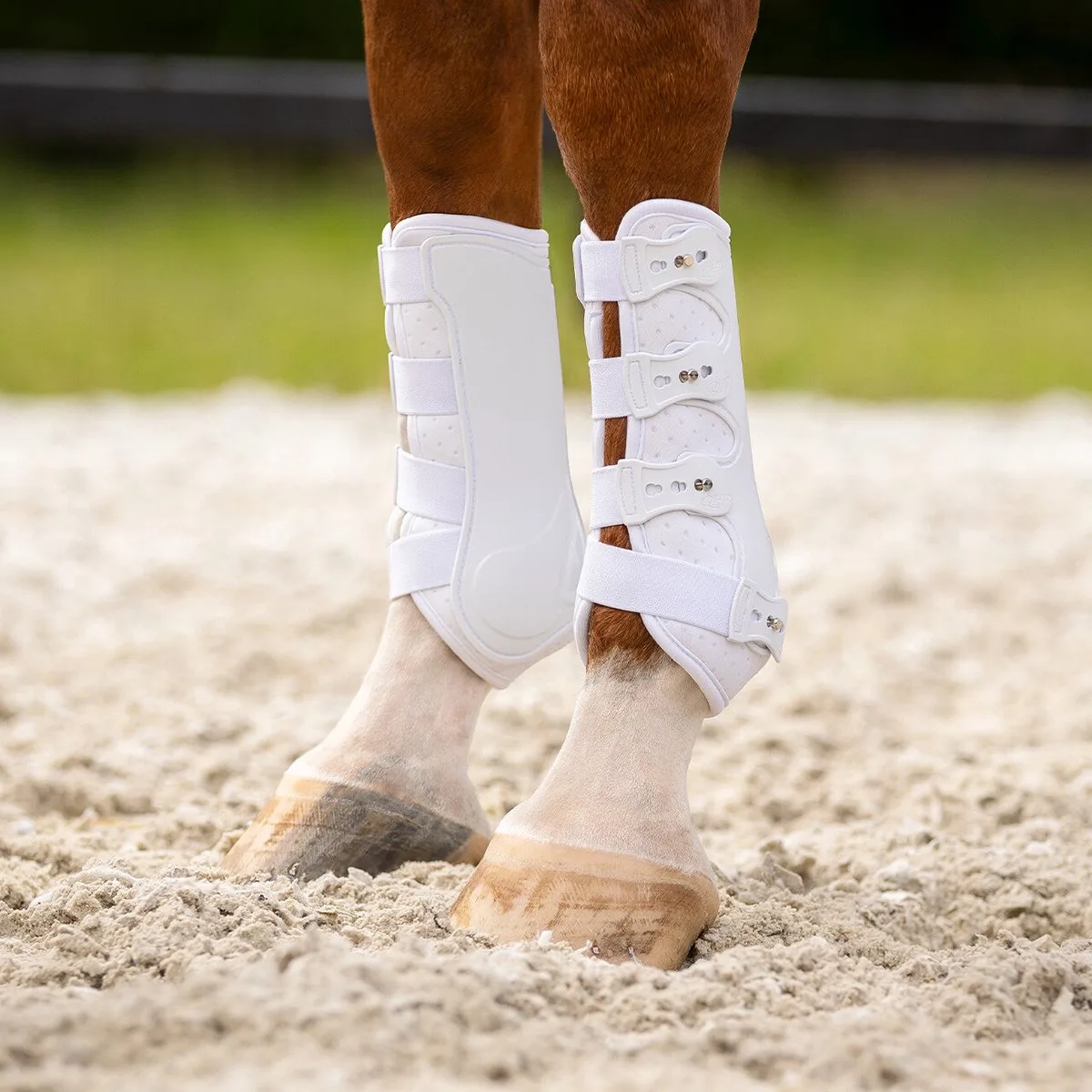 Beenbeschermers Qhp Champion Voor van QHP in Wit – productfoto
