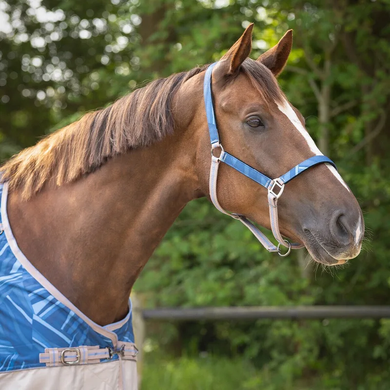 Duo halster en longe voor paard QHP de QHP en Seashell – photo produit