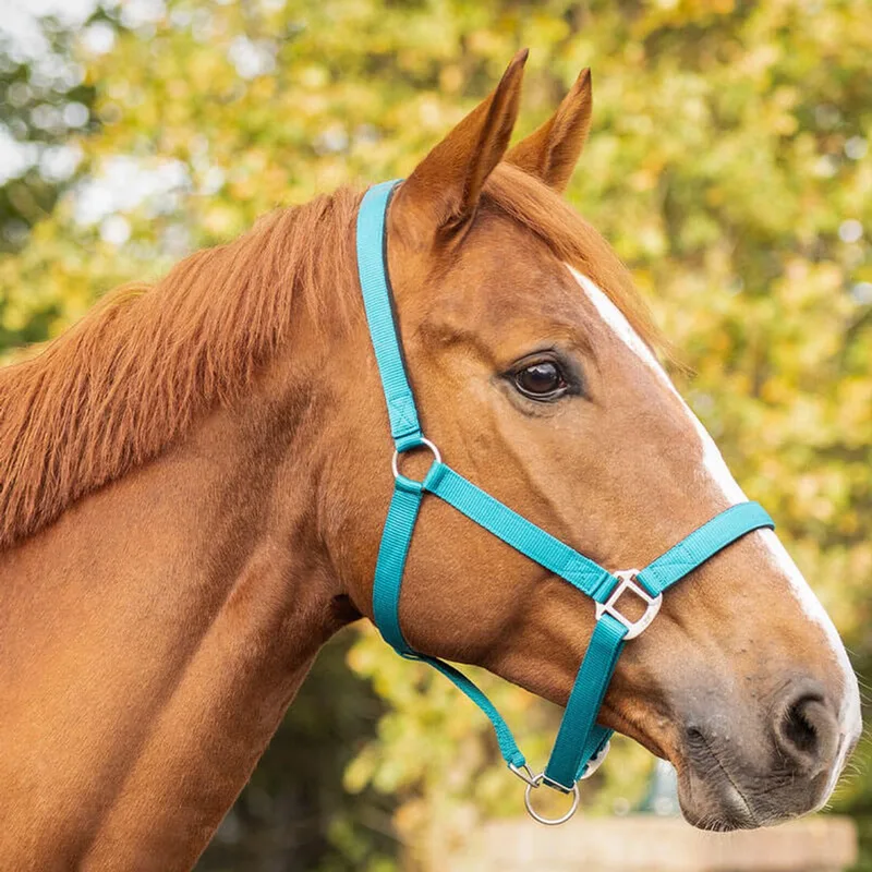 Gevoerd QHP Halster Teal - Full by QHP in Blue – product photo
