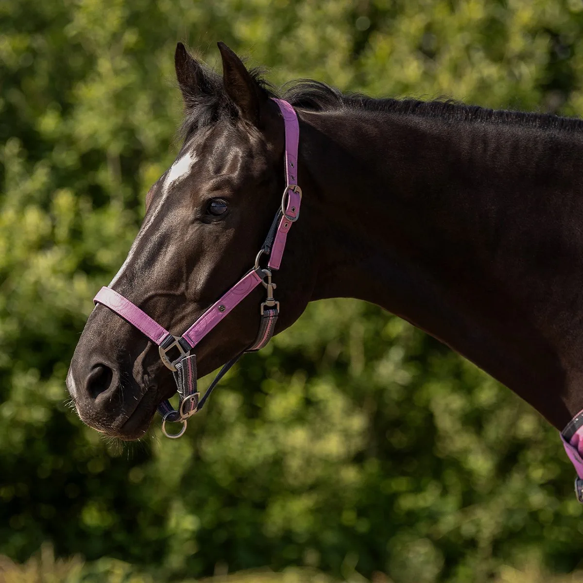 Halsterset Qhp Collection de QHP en Rose – photo produit