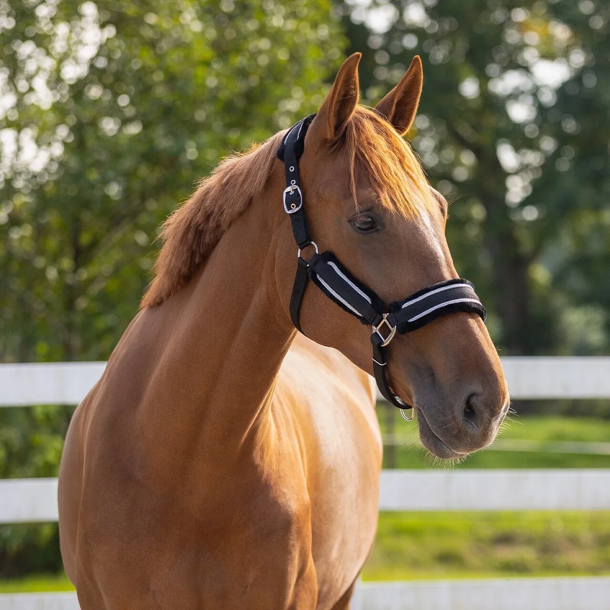 Halsterset Qhp Dolci de QHP en Zwart-zilver – photo produit