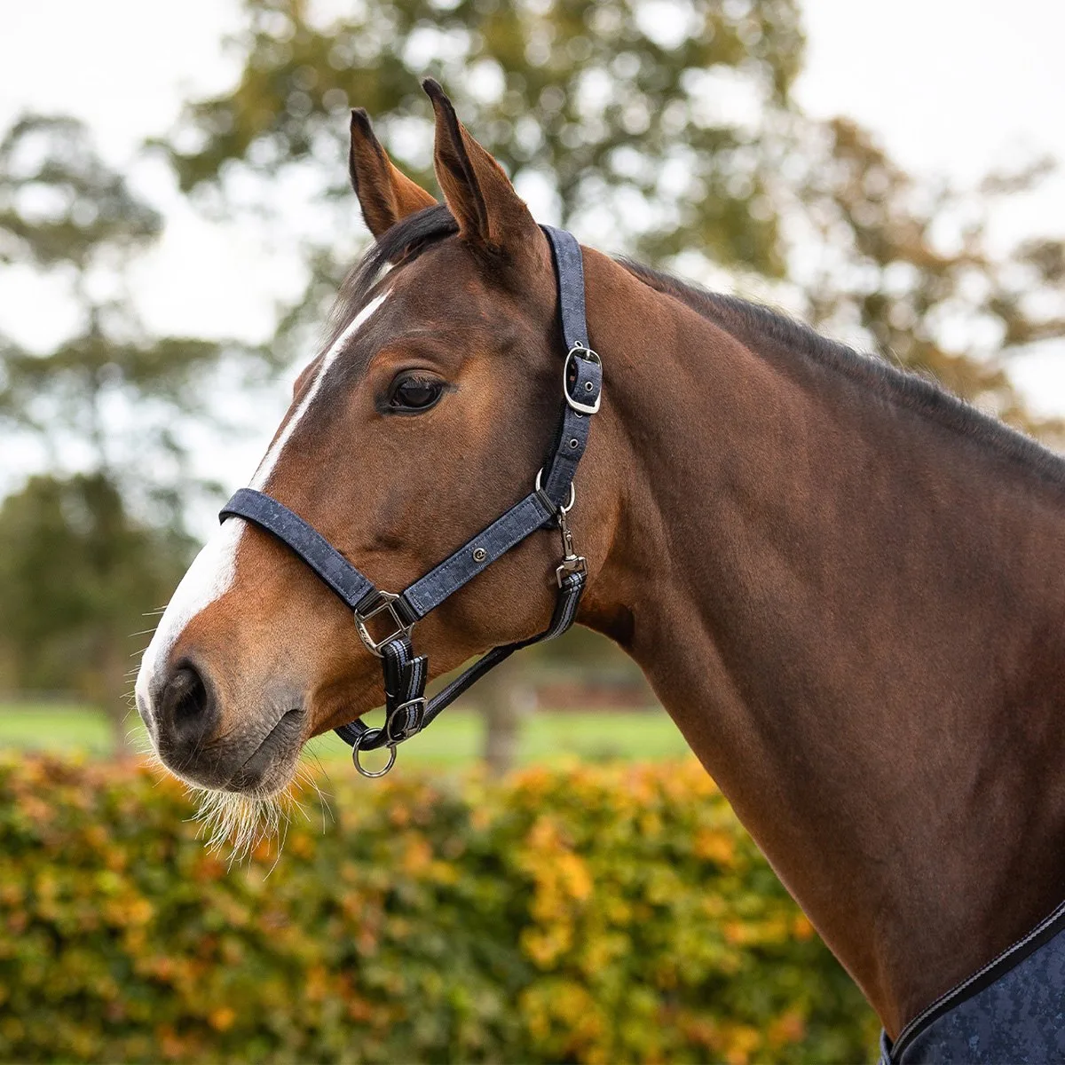 Halsterset Qhp Turnout de QHP en Bleu foncé – photo produit