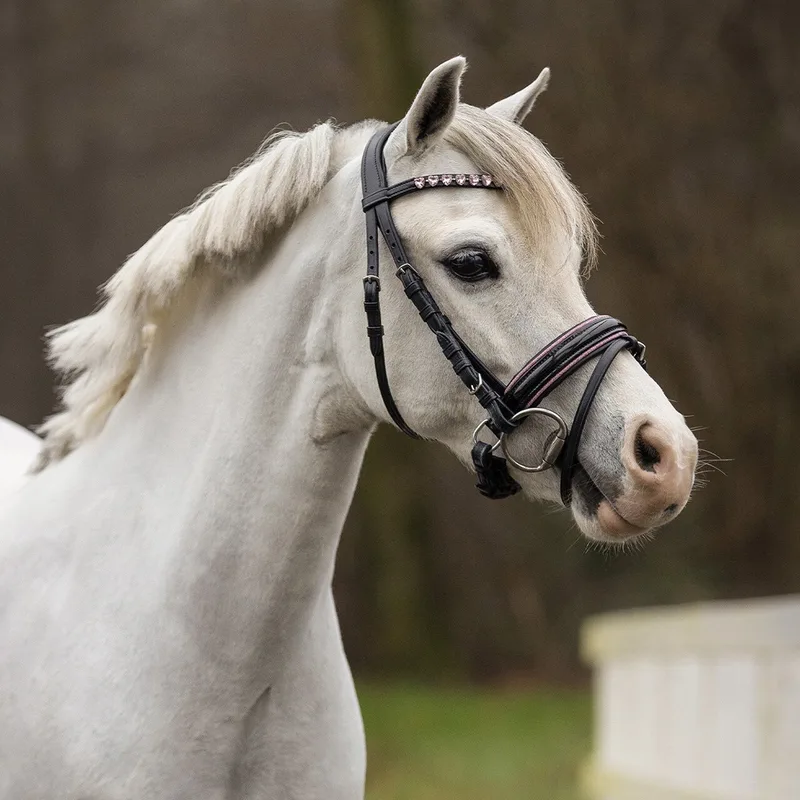 Hoofdstel Bixie Zwart-Roze - Shet | Hoofdstel paard von QHP in Schwarz – Produktfoto