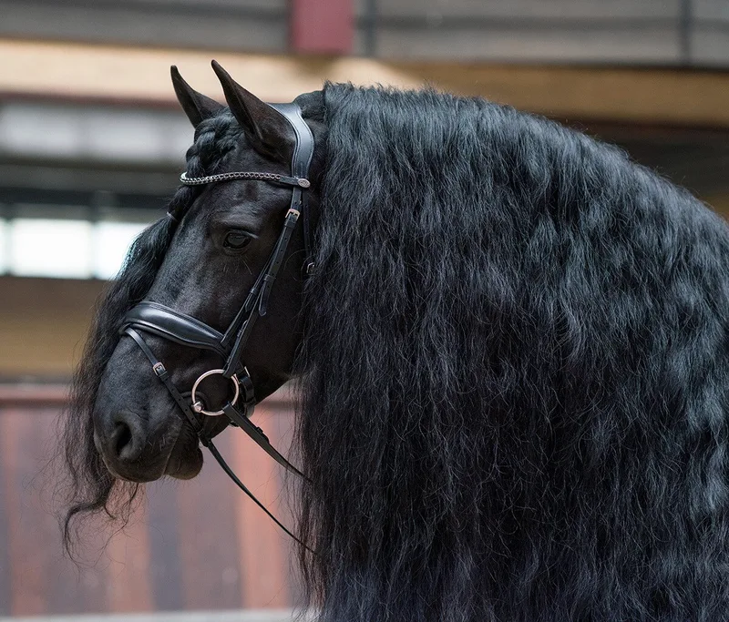 Hoofdstel Qhp Selene by QHP in Black – product photo