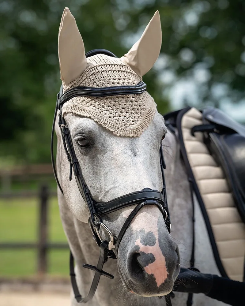 Hoofdstel voor paarden QHP Salerno de QHP en Noir – photo produit